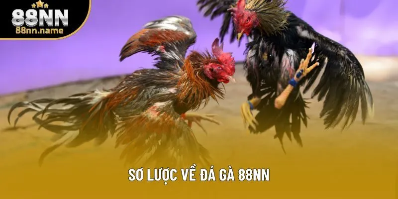 Sơ lược về đá gà 88NN